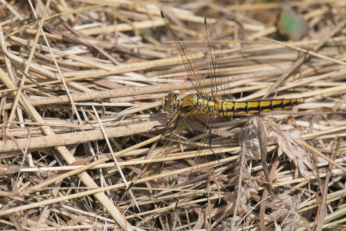 Black-tailed Skimmer